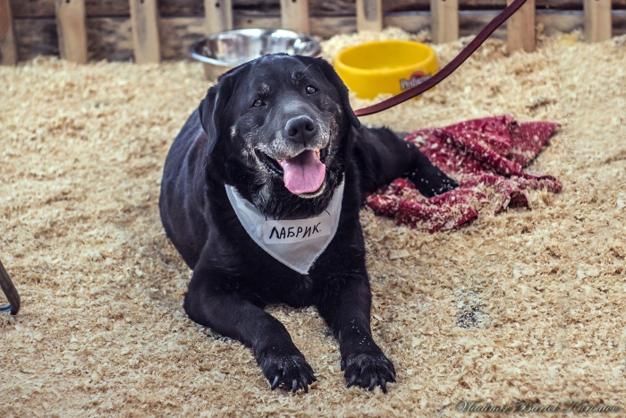 Более 500 питомцев нашли новый дом с помощью одесского онлайн-ресурса