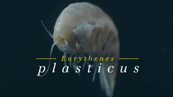 BBDO та WWF назвали новий вид ракоподібних Eurythenes Plasticus. Вгадайте, що знайшли всередині