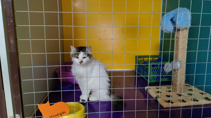 VARUS та Mars Incorporated надали корм котячому притулку 