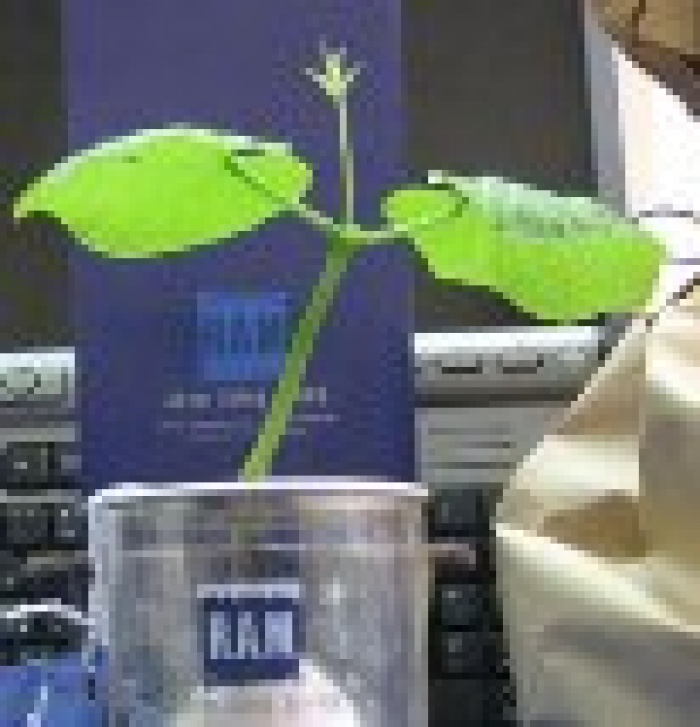 "Живое" новогоднее поздравление клиентам от R.A.M. Advertising Group