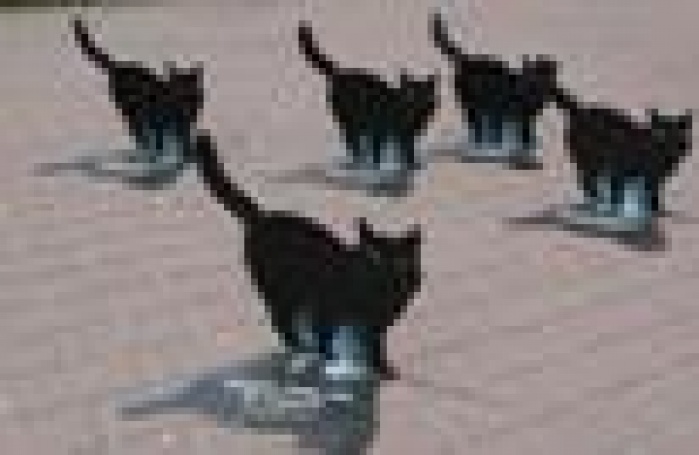 Kaffeine Communications занялись предсказаниями