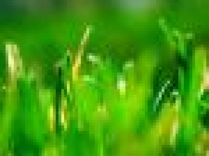 Забота об экологии становится приоритетом для всех брендов