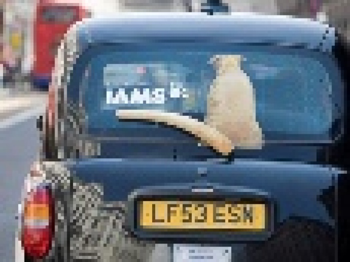 Стеклоочиститель оказался отличным рекламным средством