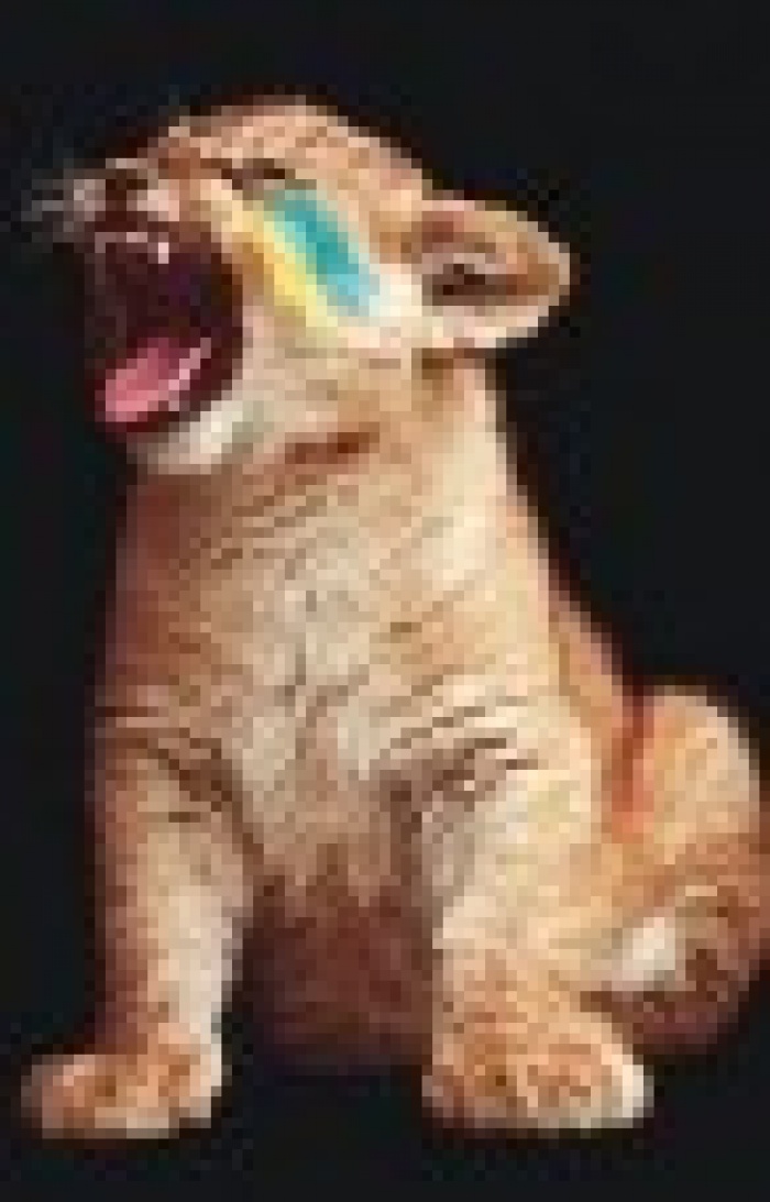 Победители «YOUNG LIONS»